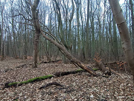 Czytelnik: Park Zdrojowy czy ju Puszcza Biaowieska?