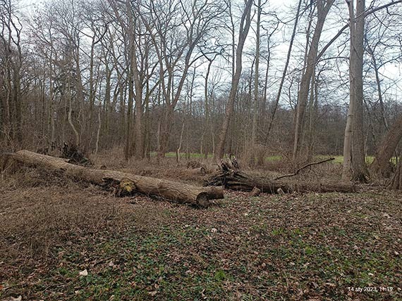 Czytelnik: Park Zdrojowy czy ju Puszcza Biaowieska?