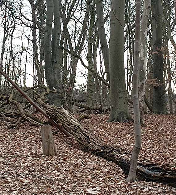 Czytelnik: Park Zdrojowy czy ju Puszcza Biaowieska?