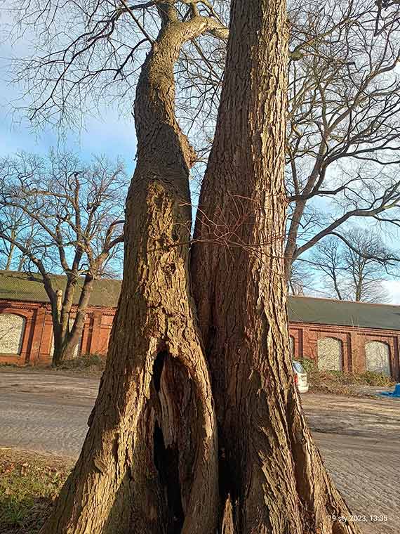 Czytelnik: Czy umysy urzdnikw s jak pnie tych drzew w parku?