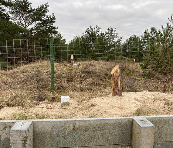 Mieszkaniec na tropie drewnianych supkw na wydmach: Czemu su?