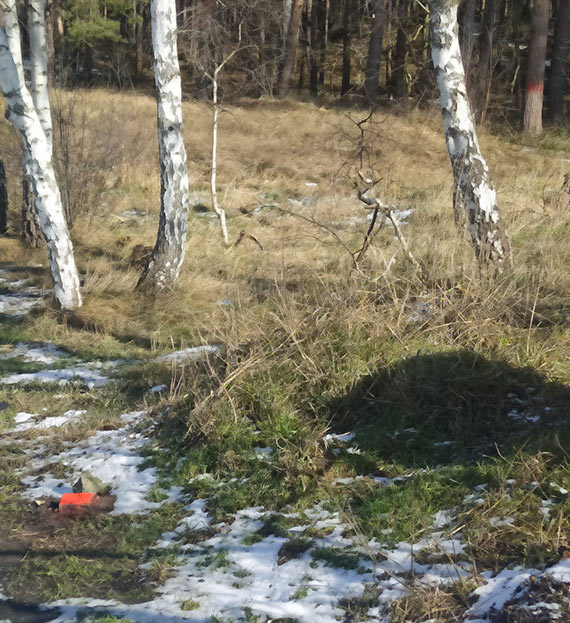 Mieszkaca zaniepokoiy paliki geodezyjne w lasku na Szkolnej. Czy szykuje si tam nowa inwestycja?