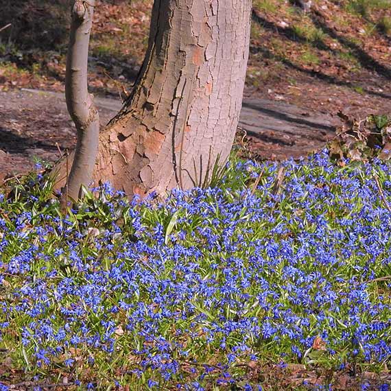 Niebieski dywan z kwiatw w parku Chopina