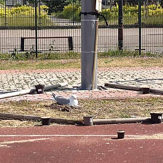 Ranna mewa zablokowaa Orlika przy Kociuszki? Mieszkaniec: W czasie, gdy pogoda sprzyja uprawianiu wicze na powietrzu nie mona skorzysta z czci boiska