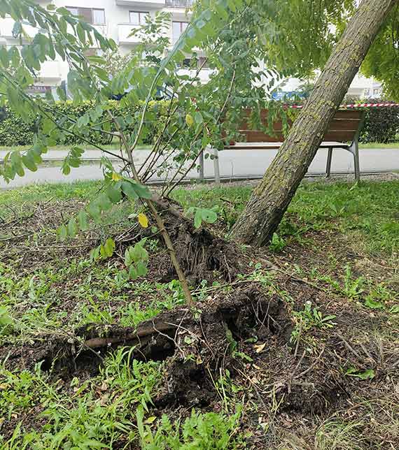 winoujcie Moim Ogrodem ratuje robini