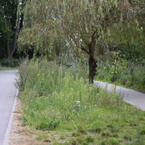 Chwasty  wszdzie: Przyroda bierze gr nad urbanizacj