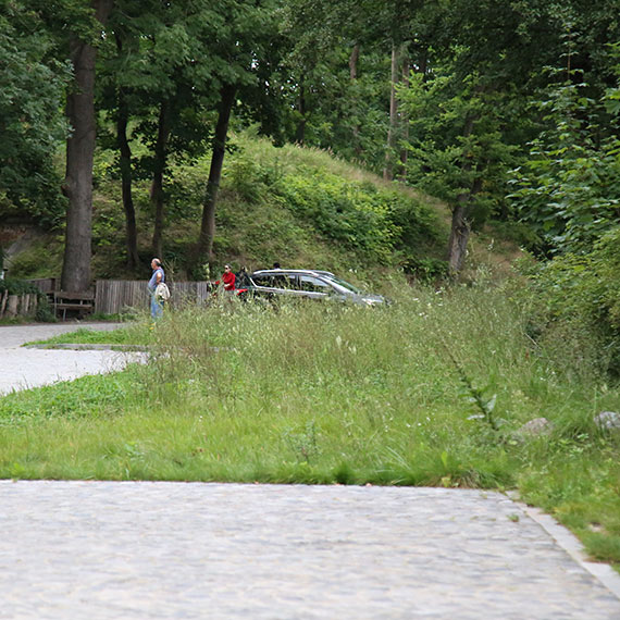 Chwasty  wszdzie: Przyroda bierze gr nad urbanizacj