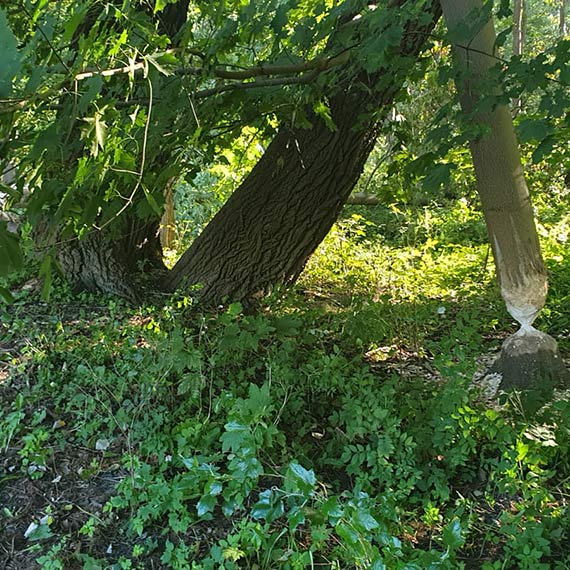 Bobry opanoway tereny, ale czy nad ich bami ju zbieraj si czarne chmury?