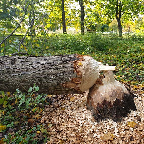 Bezpieczestwo w Parku Zdrojowym w winoujciu zagroone? Bobry a problem bezczynnoci wadz