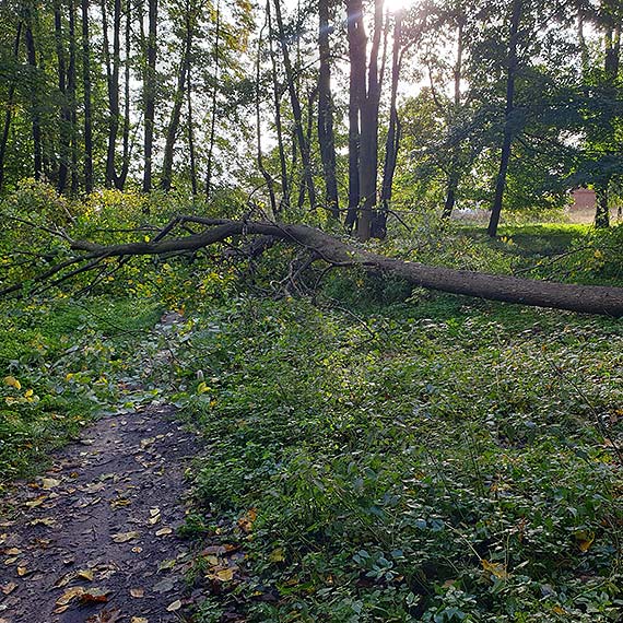 Bezpieczestwo w Parku Zdrojowym w winoujciu zagroone? Bobry a problem bezczynnoci wadz