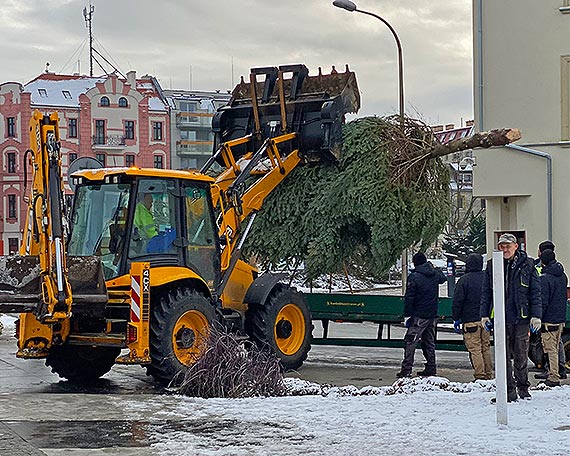 winoujcie: Choinka z lasu stana na Placu Wolnoci