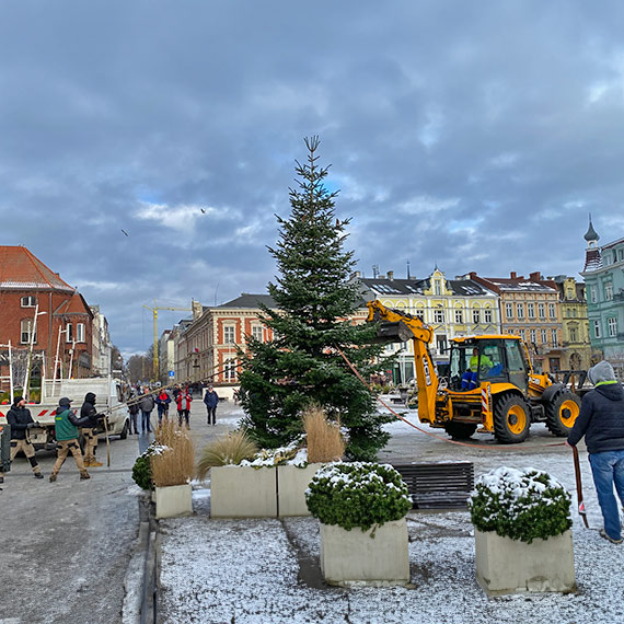 winoujcie: Choinka z lasu stana na Placu Wolnoci