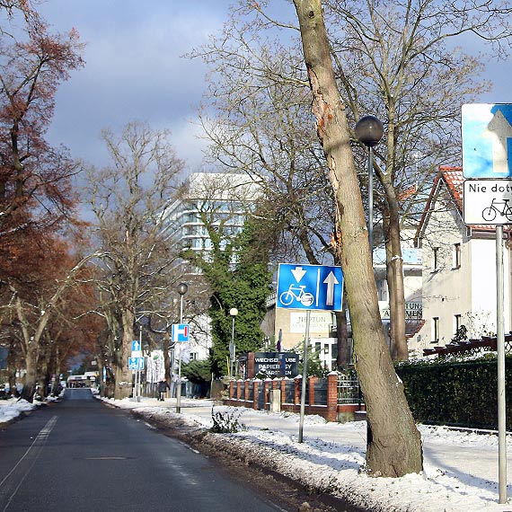 Niebezpiecznie pochylone drzewo na ulicy Chrobrego: Nadal bez reakcji wadz!