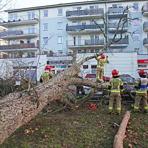 12 powalonych drzew, uszkodzone Samochody: winoujcie w obliczu niszczycielskiej wichury. Zobacz film!