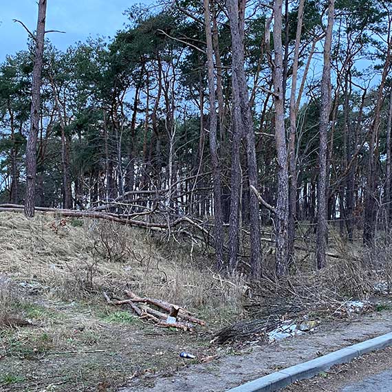 Zaniedbany zaktek miasta: Lasek midzy osiedlami