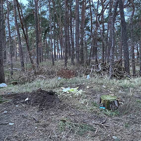 Zaniedbany zaktek miasta: Lasek midzy osiedlami