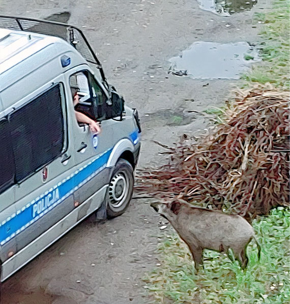 winoujcie: Dziki przywdca upomniany przez policj