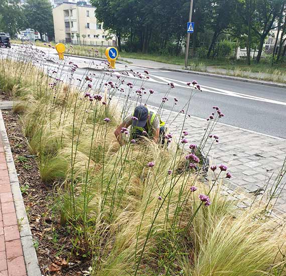 Anida Kostrzewa: Bierzemy si za ziele