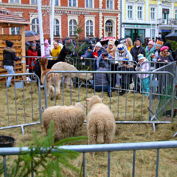 winoujska szopka na Placu Wolnoci przycigna tumy. Trzech Krli powitalimy po krlewsku! Zobacz film!