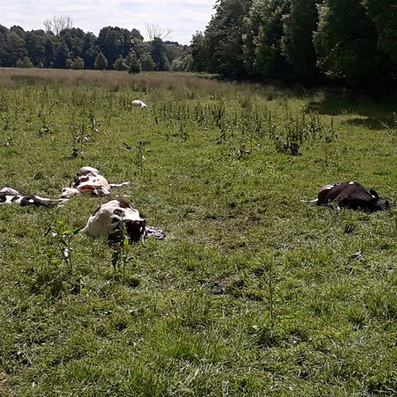 Makabryczny atak wilków w Chrząstowie. Nie żyje siedem cieląt