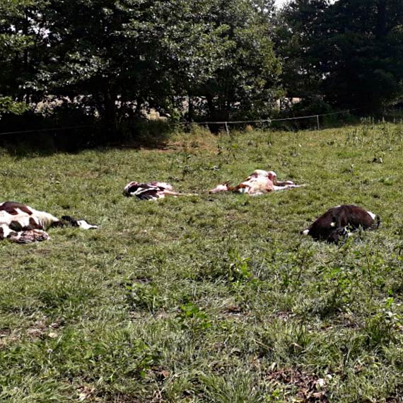 Makabryczny atak wilków w Chrząstowie. Nie żyje siedem cieląt