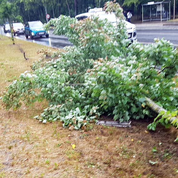 Samochód wypadł z drogi. Groźne zdarzenie niemieckiego kierowcy w Świnoujściu