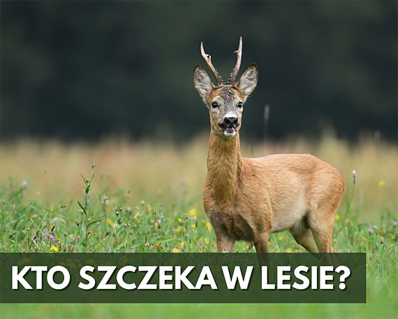 Kto szczeka w lesie? – Lena opera saren