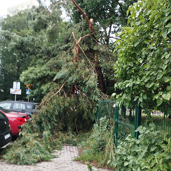 Lasek przy Grunwaldzkiej: powalone drzewo