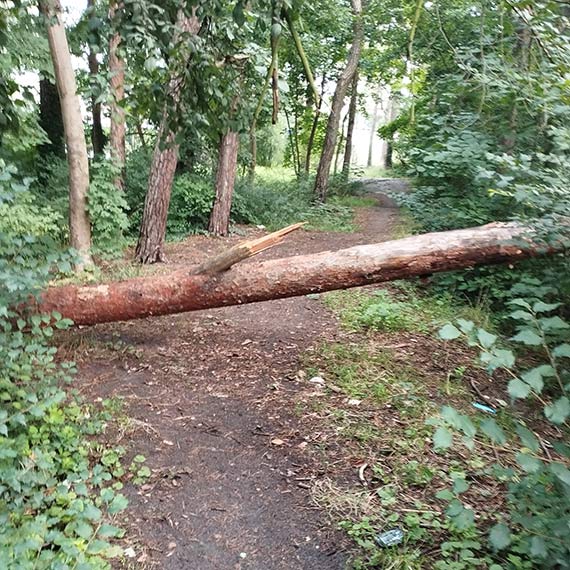 Lasek przy Grunwaldzkiej: powalone drzewo