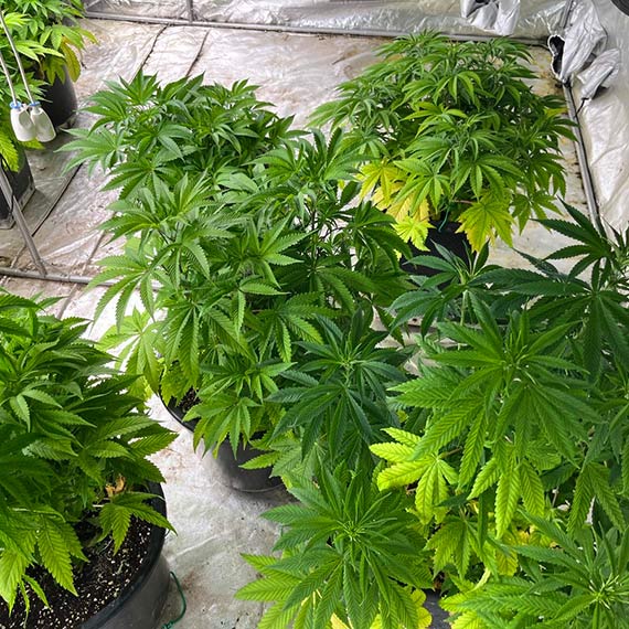 Zlikwidowana ogromna plantacja marihuany. Policjanci zabezpieczyli ponad 80 kg narkotyków oraz broń i amunicję