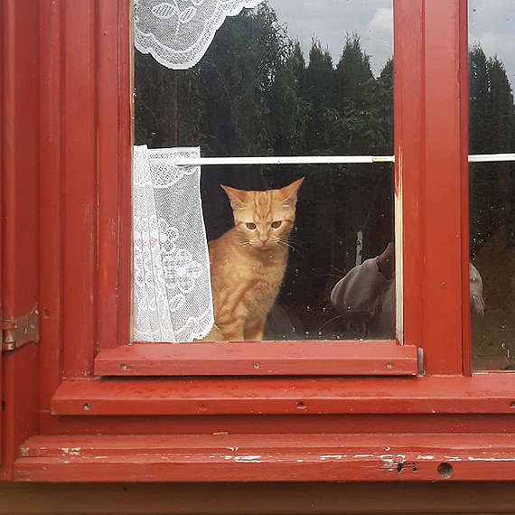 PILNE! Zagin kotek Rudik! 🐾