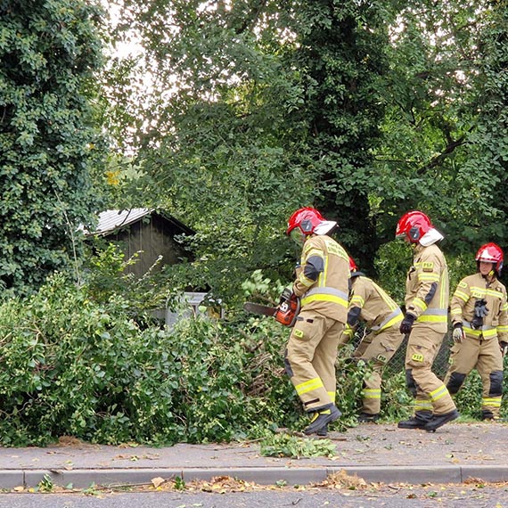 Kolejne drzewo runo w winoujciu. Tym razem przy ulicy Krzywej