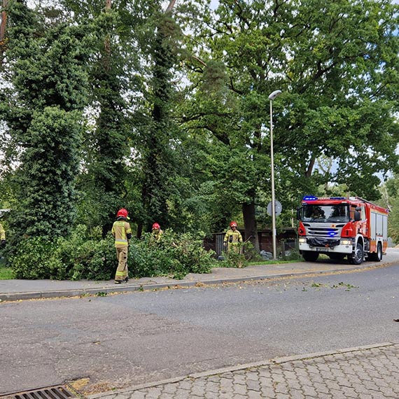 Kolejne drzewo runo w winoujciu. Tym razem przy ulicy Krzywej
