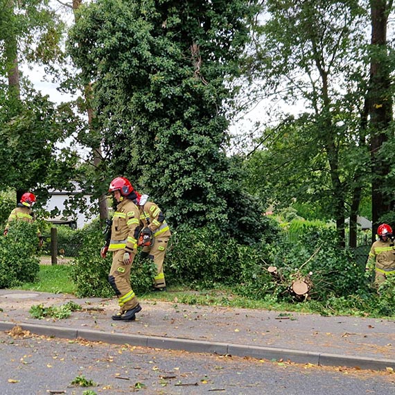Kolejne drzewo runo w winoujciu. Tym razem przy ulicy Krzywej