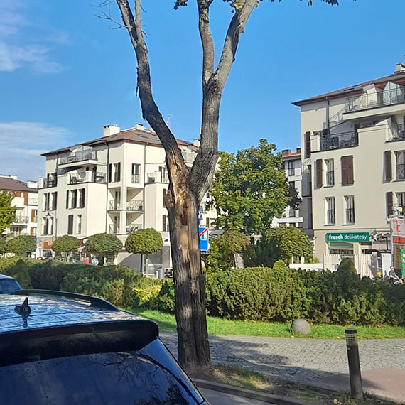 Kiedy wreszcie znikn uschnite drzewa przy Uzdrowiskowej?