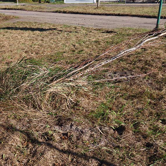 Drzewa zniszczone przez zaniedbanie. Tak wygląda „opieka” nad zielenią miejską przy ulicy Krzywej