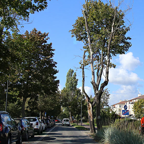 Usunęli suche drzewa przy ulicy Uzdrowiskowej. Mieszkaniec: „W końcu ktoś się za to wziął!”