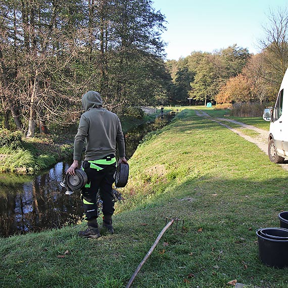 Bobrowy rozbjnik w Parku Zdrojowym! Kiedy natura robi wasny remont winoujcia