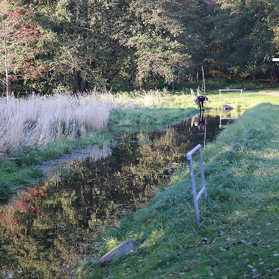Bobrowy rozbjnik w Parku Zdrojowym! Kiedy natura robi wasny remont winoujcia