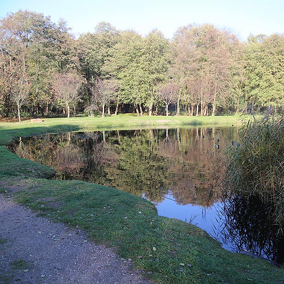 Bobrowy rozbjnik w Parku Zdrojowym! Kiedy natura robi wasny remont winoujcia