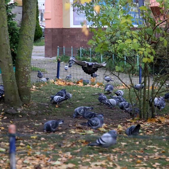  Mieszkacy bloku przy Matejki 37D maj do gobi. Skar si na brud, fetor i dokarmianie ptakw