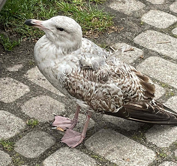 Zwierzta cierpi przez porzucony sprzt wdkarski