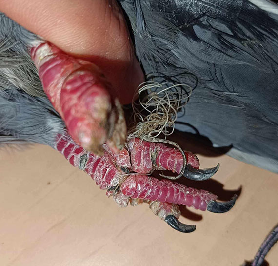 Zwierzta cierpi przez porzucony sprzt wdkarski