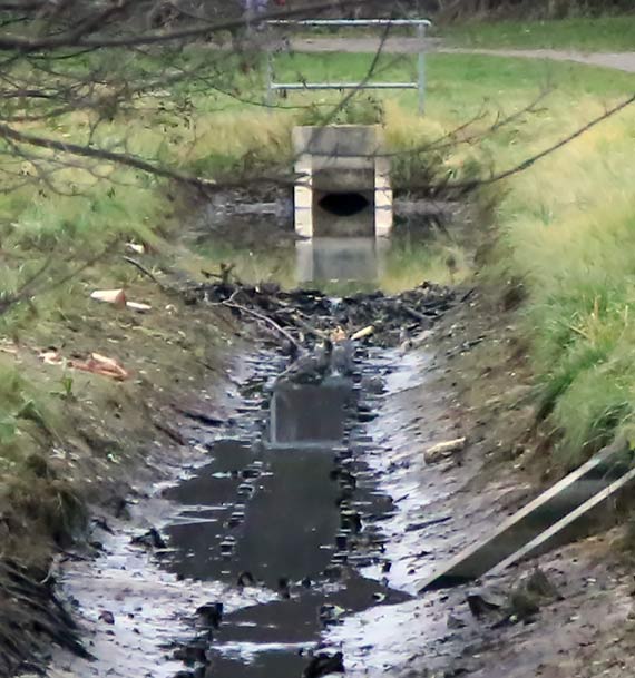 Bobry buduj� zapor� w Parku Zdrojowym. Mieszkaniec ostrzega