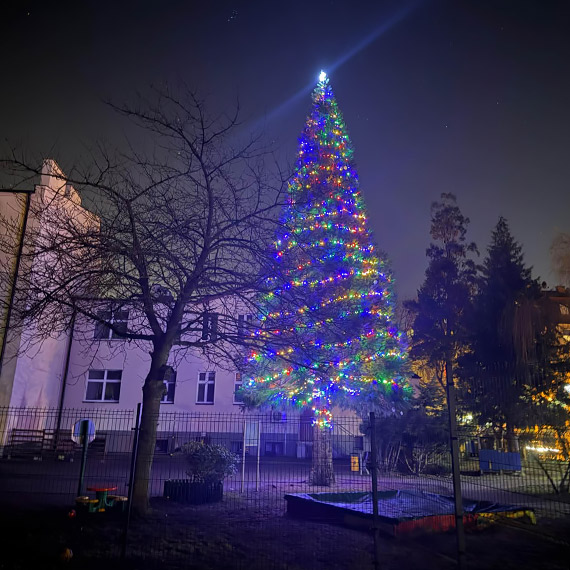 Najwi�ksza choinka w mie�cie? Ukryta mi�dzy blokami przy Monte Cassino