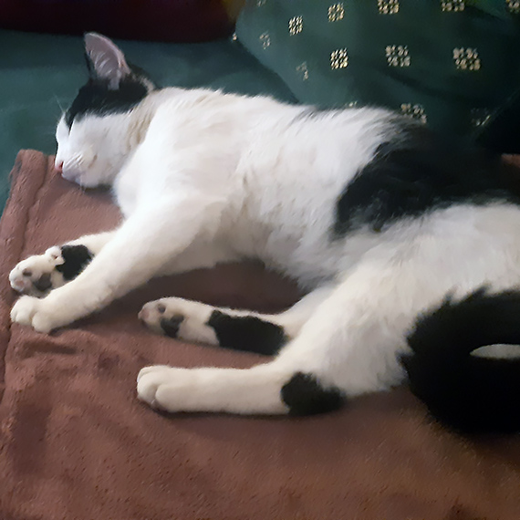 Znaleziono m�od� kotk� - szukamy w�a�ciciela