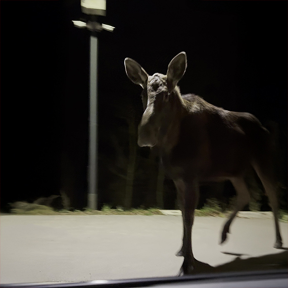 �o� w Wapnicy. Wieczorny spacer olbrzyma i wa�na przestroga dla kierowc�w