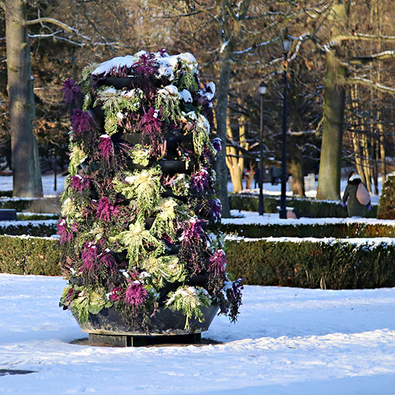 Zesz�oroczna kapusta w Parku Zdrojowym. Zima przysz�a, dekoracje nie