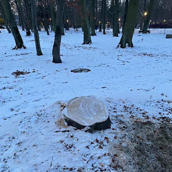 Mieszka�cy alarmuj�: kolejne drzewa znikaj� z Parku Zdrojowego