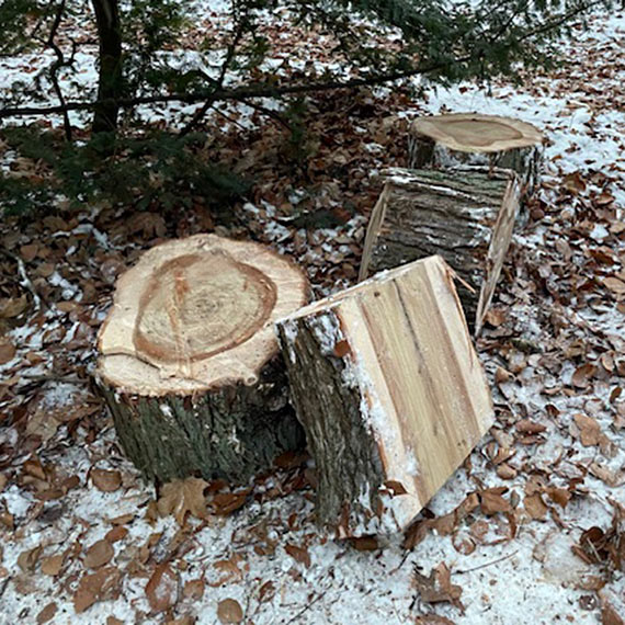 Mieszka�cy alarmuj�: kolejne drzewa znikaj� z Parku Zdrojowego